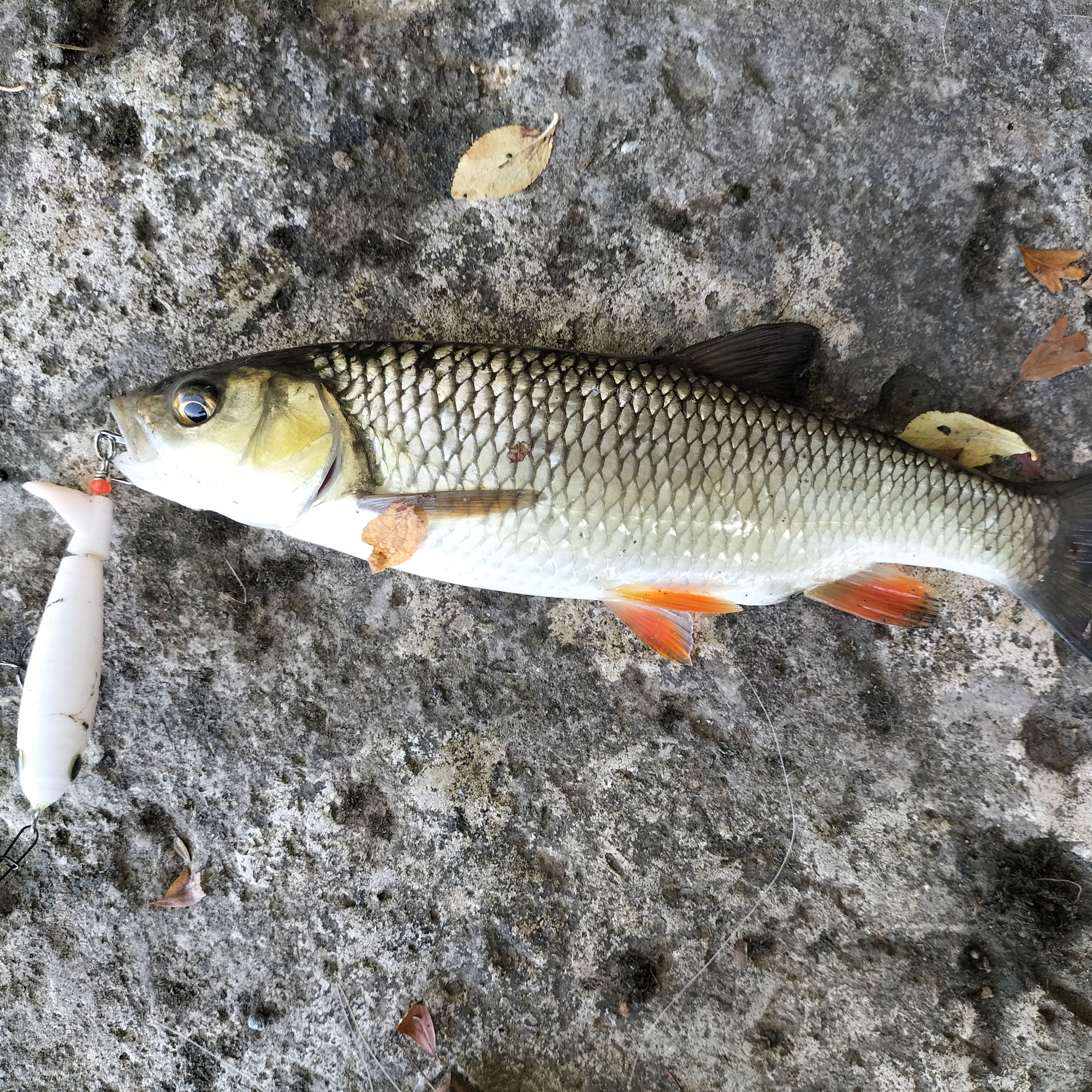 Leurre De Pêche OOAK Fait Main – Top Water, Poisson Nageur, Bois Sculpté