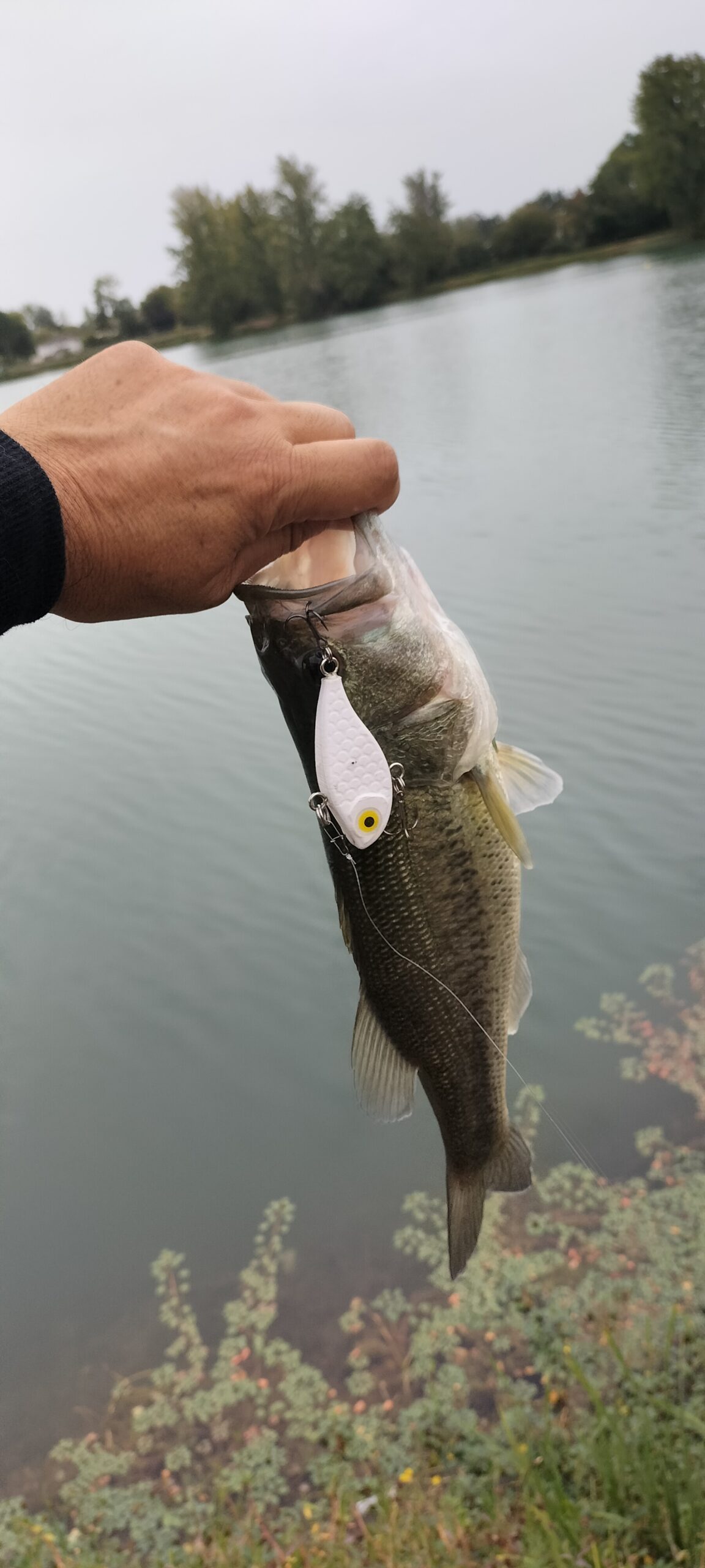 Lipless Spintail – Image 7