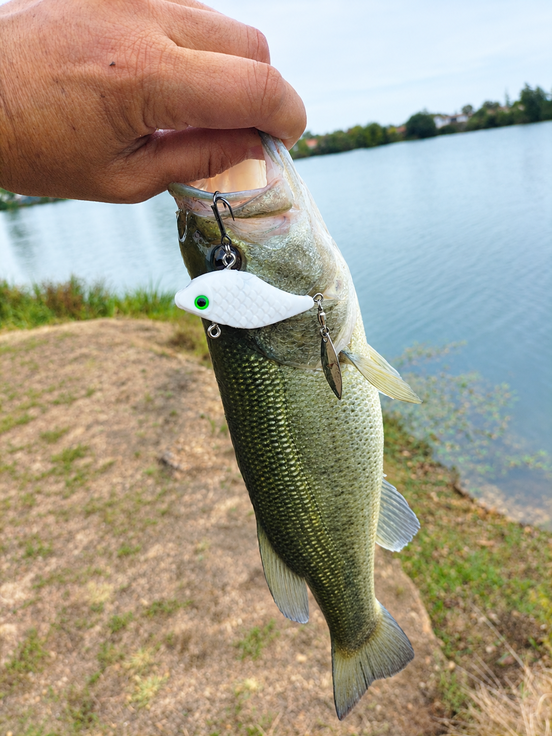 Lipless Spintail – Image 6