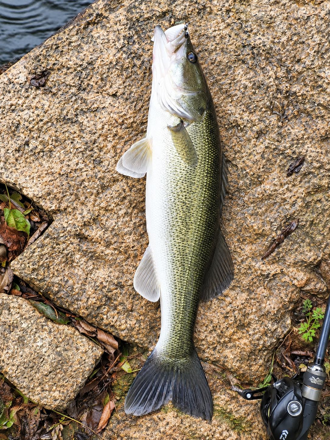 Lipless Spintail – Image 10